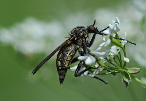 Réf. 243 819 : Empis sp.
